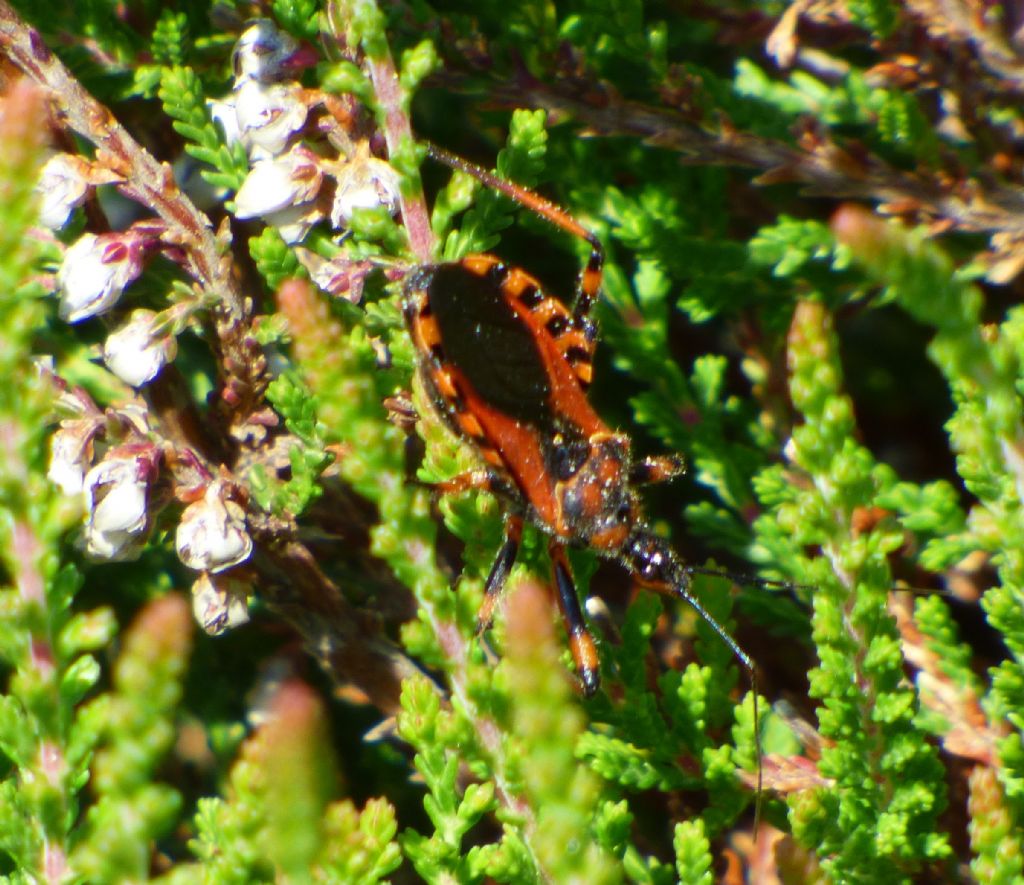 Reduviidae: Rhynocoris da id.